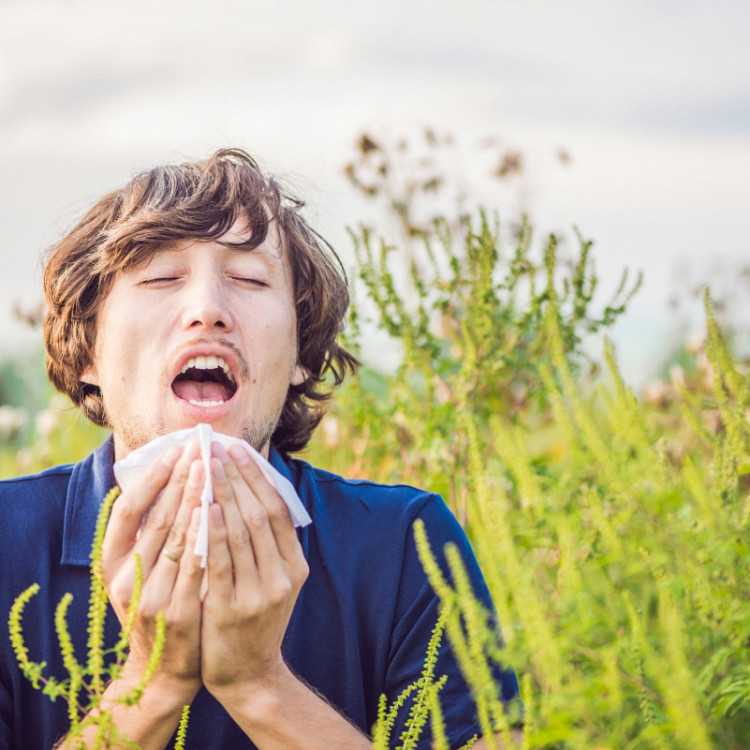 Allergien